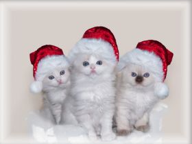 H-Kitten1.Advent.jpg