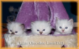 I-Kittenchocolilac4WochenWeb.jpg