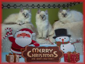 M-Wurf11WochenMerryChristmas.jpg