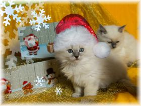 Molly1.Advent.jpg