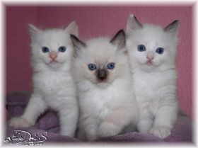 N-Wurf6Wochen-Ragdoll-seal-bicolour-red-colourpoint-seal-mitted.jpg