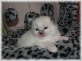 Neo-ragdoll-seal-mitted-18-Tage.jpg