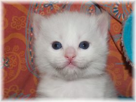 Nikita-Ragdoll-red-bicolour-mitted-3-Wochen.jpg