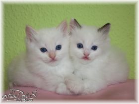 NiloNikita-Ragdoll-seal-cicolour-red-colourpoint-5-Wochen.jpg