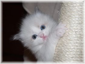 orion-Ragdoll-blue-bicolour-3-Wochen3.jpg