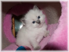 Opal-Ragdoll-blue-colourpoint-3-Wochen.jpg