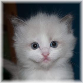 Orion-Ragdoll-blue-bicolour-4-Wochen.jpg