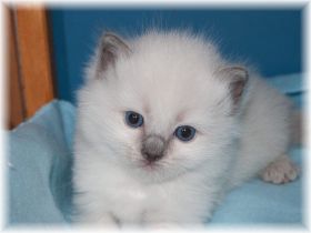 O-Madchen-Ragdoll-blue-colourpoint-3-Wochen.jpg