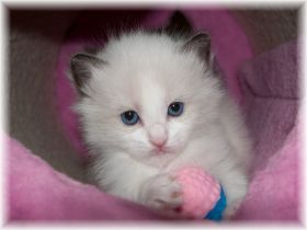 O---Maedchen-Ragdoll-seal-bicolour-3-WOchen.jpg